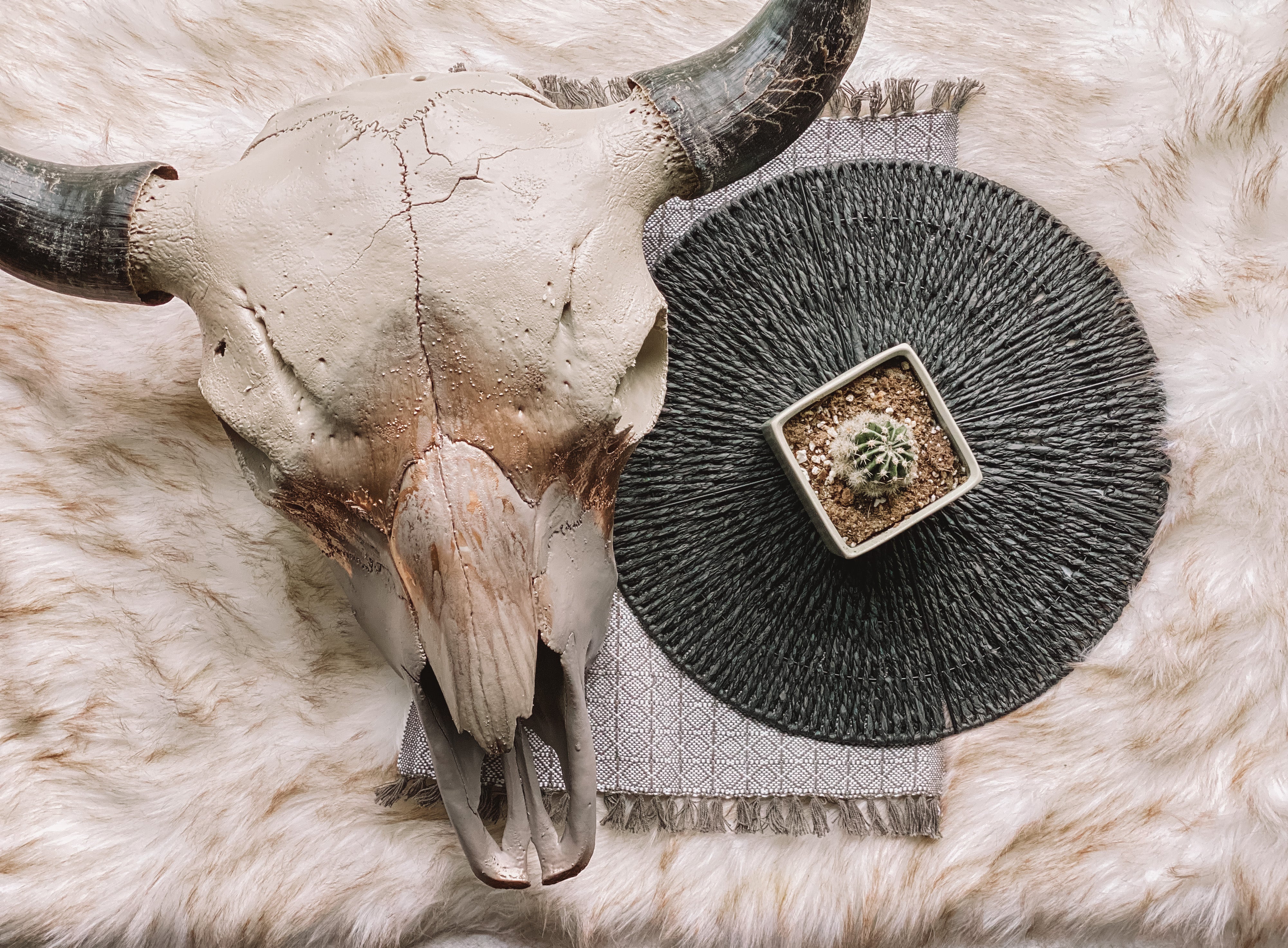Buffalo Skulls