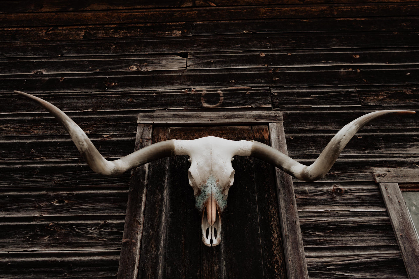 Longhorn Skulls