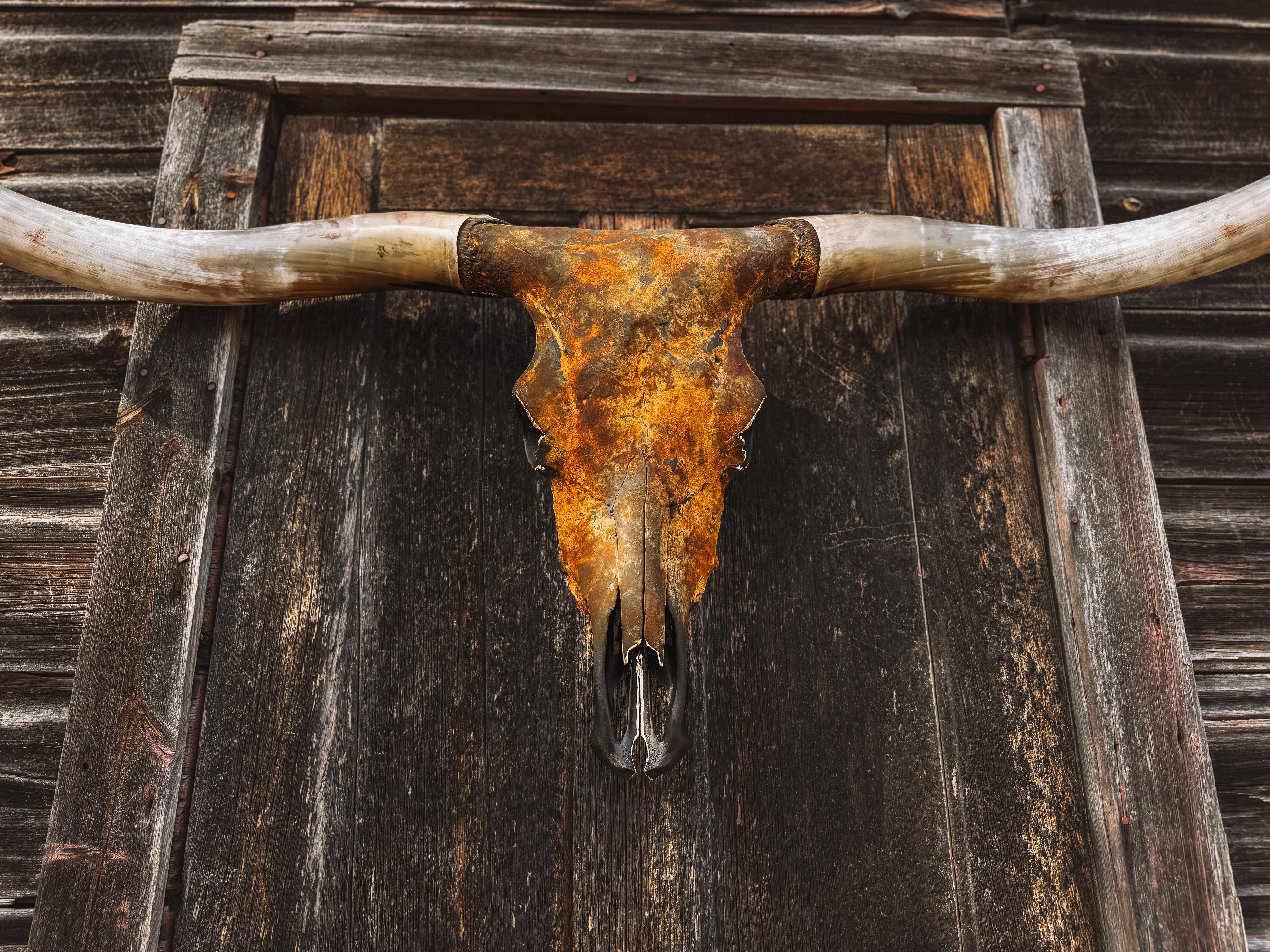 Rust finished longhorn cow skull mounted on old wooden door