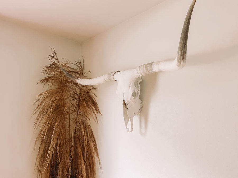 7 Year Celebration // Longhorn Skull