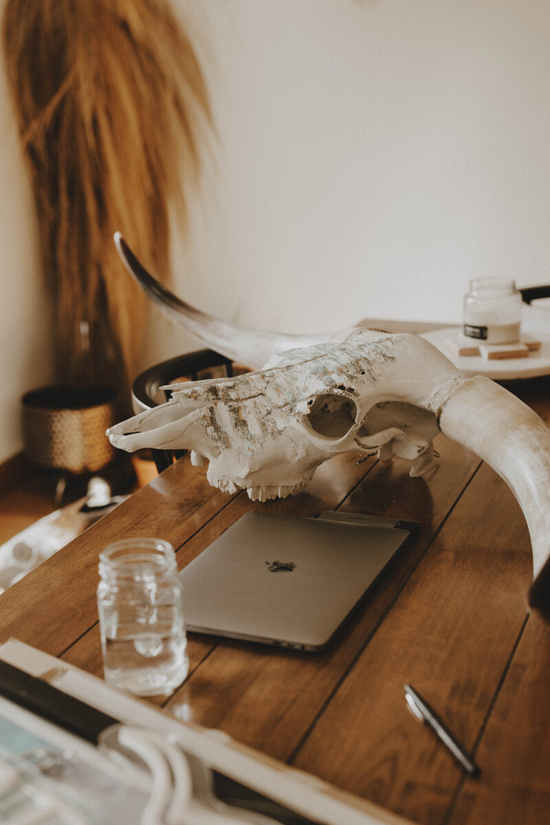 Longhorn skull on desk being painted