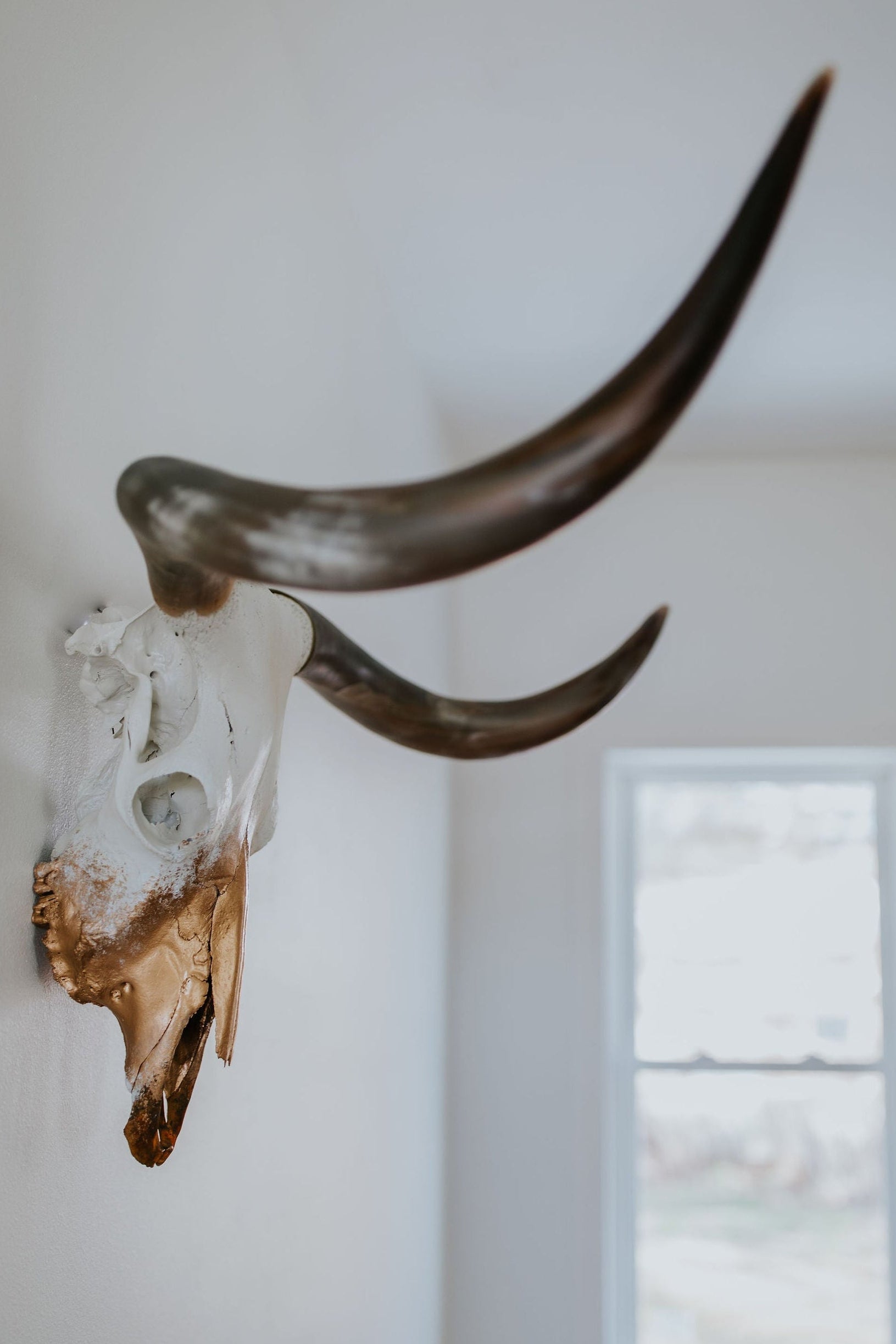 Custom designed longhorn cow skull with brown horns and copper paint mounted on a white wall