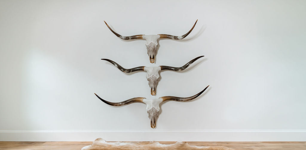 Three finished and painted longhorn cow skulls mounted on a white wall