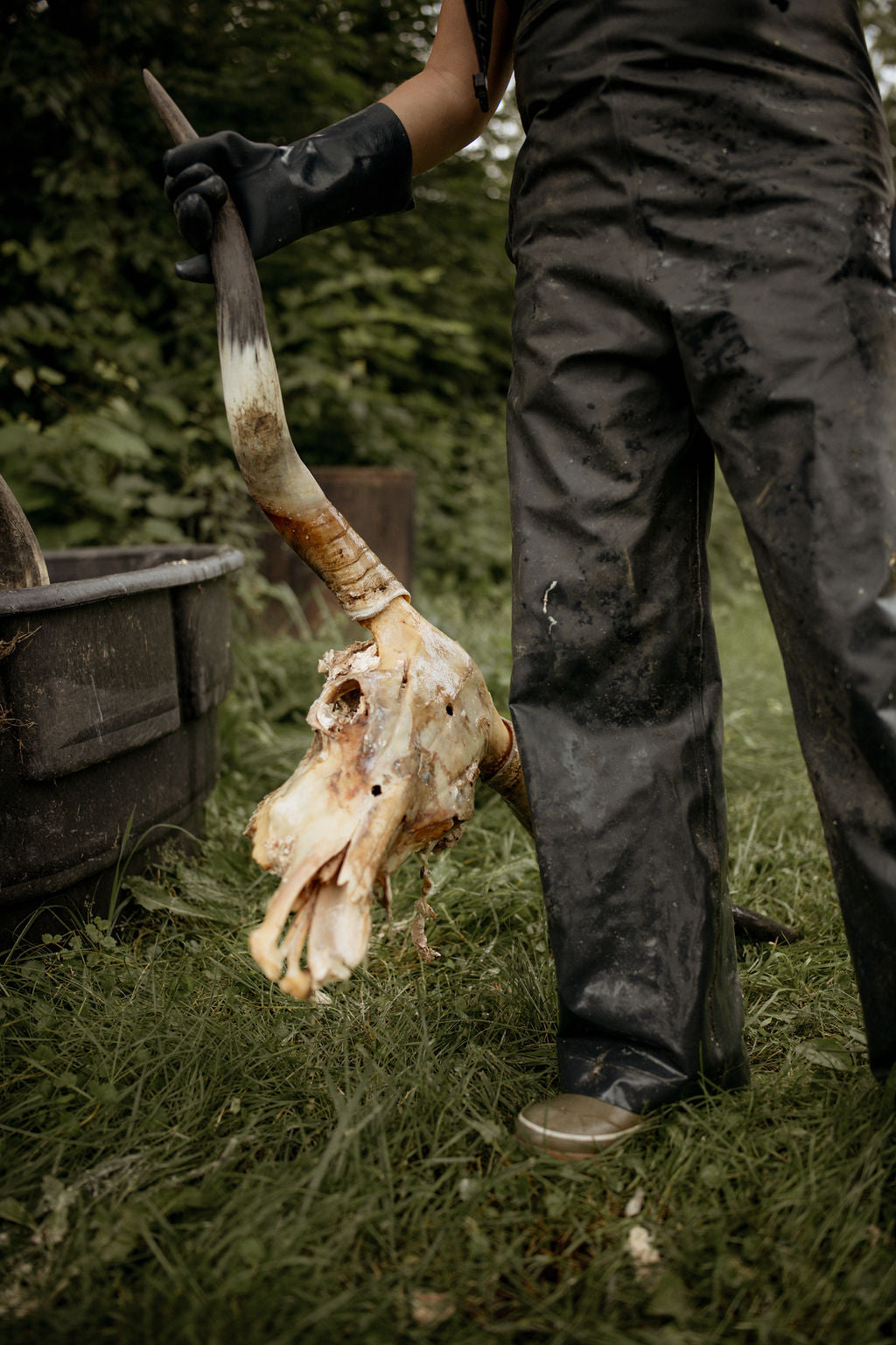Person holding longhorn skull outdoors in a natural setting