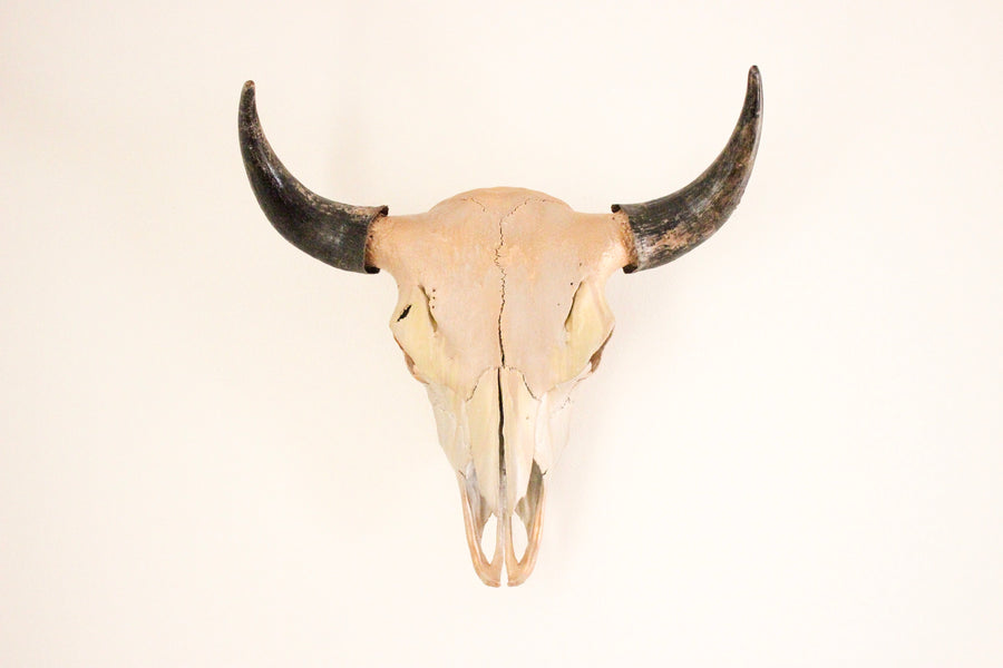 The Sunscript Skull – Wanderlust Skulls