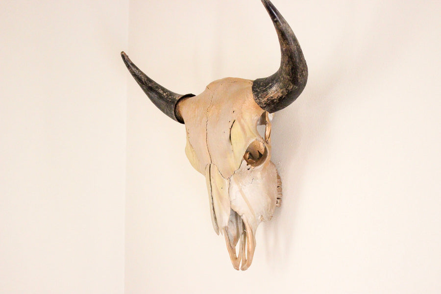 The Sunscript Skull – Wanderlust Skulls