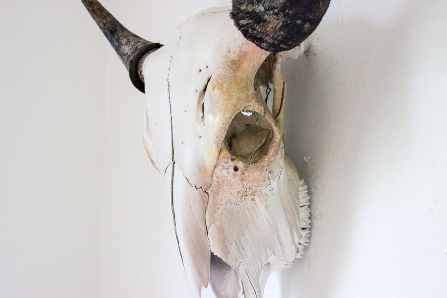 The Subtle Life Skull