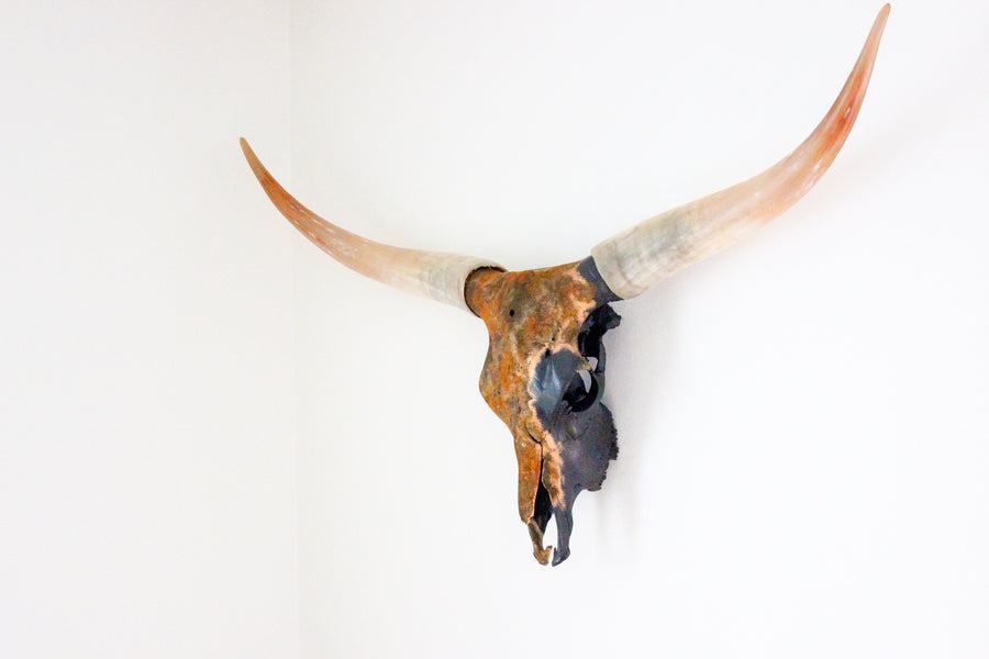 LNS Longhorn 6