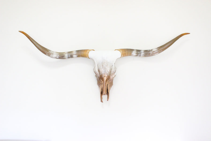 The Golden Hour Longhorn