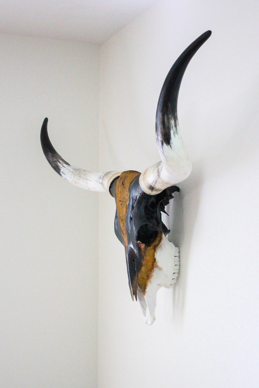 LNS Longhorn 5